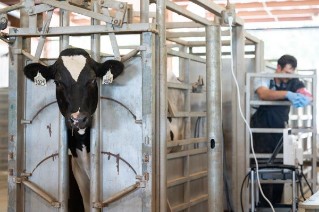 cow